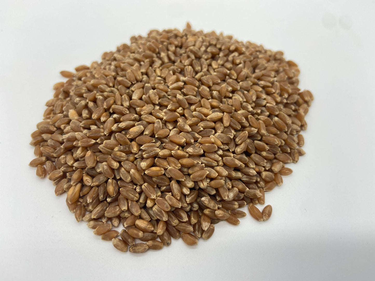 Glenn Hard Red Spring Wheat - Whole Berries - Certified Organic