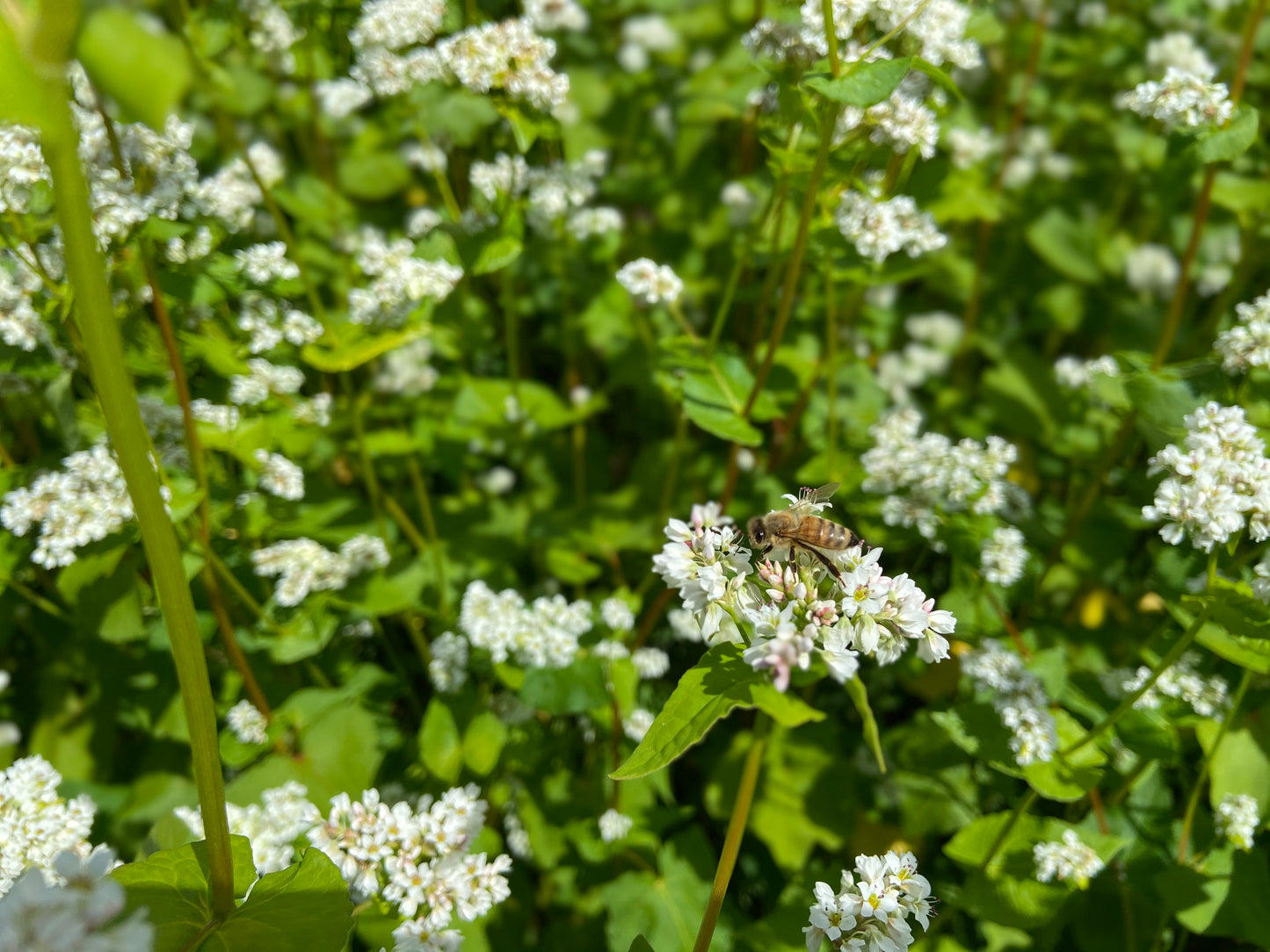 De-Hulled Buckwheat Groats - Certified Organic