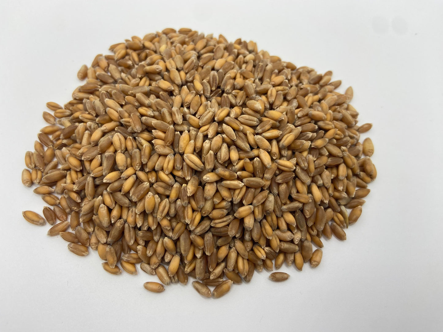 Turkey Red Hard Red Winter Wheat - Whole Berries - Certified Organic